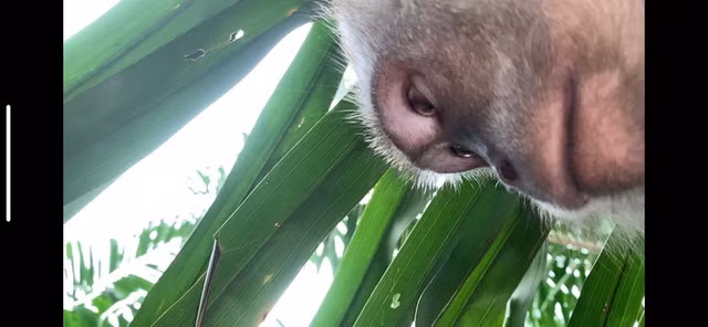 Chân dung của kẻ trộm điện thoại hài hước nhất hành tinh.