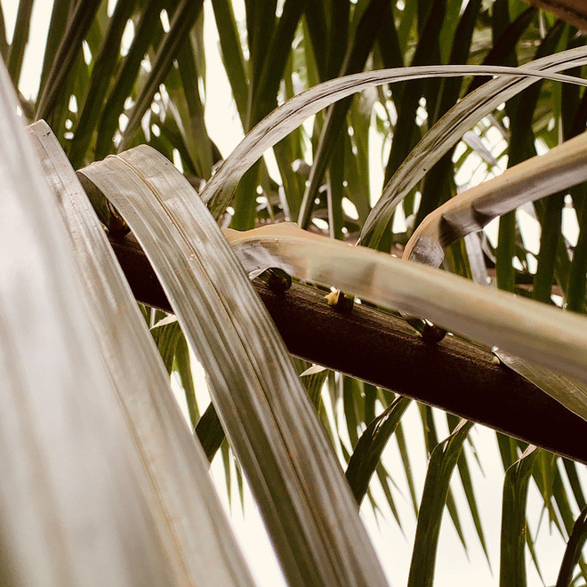 Đây là những tác phẩm mà Rodzi tìm thấy trong thiết bị của mình. Cuối cùng, con khỉ bất lực với chiếc điện thoại và vứt đi vì không ăn được.