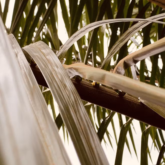 Đây là những tác phẩm mà Rodzi tìm thấy trong thiết bị của mình. Cuối cùng, con khỉ bất lực với chiếc điện thoại và vứt đi vì không ăn được.