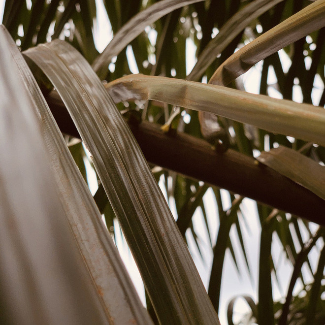 Không chỉ selfie, con khỉ còn cao hứng chụp cỏ cây hoa lá xung quanh.