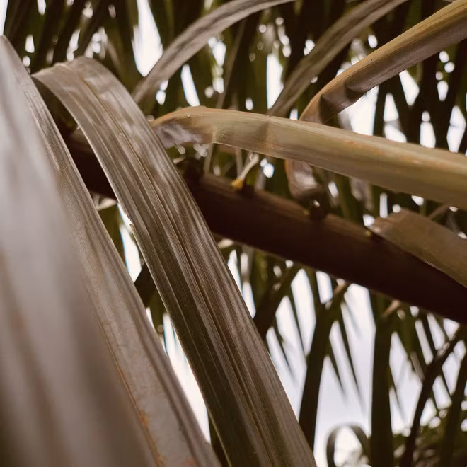 Không chỉ selfie, con khỉ còn cao hứng chụp cỏ cây hoa lá xung quanh.