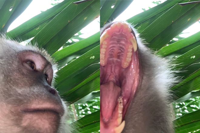 Nó nhiều lần há miệng thật to để cố gắng...ăn thịt điện thoại vì lầm tưởng là đồ ăn nhưng bất thành. Những vết cắn khiến chiếc iPhone hư hỏng nhẹ.