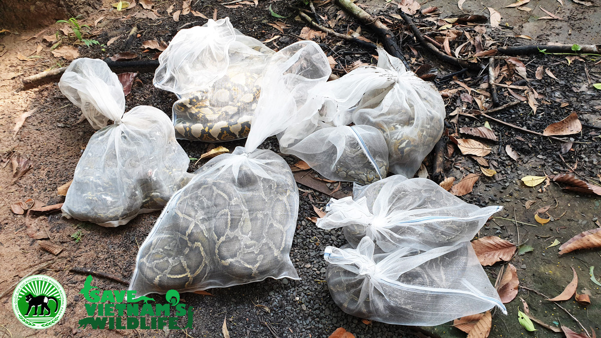 Các cá thể trăn được xếp trong túi lưới khi di chuyển về địa điểm tái thả. Ngay trong đêm, sau khi tái thả thành công 83 cá thể động vật trên ''về nhà'', các cán bộ Trung tâm SVW và VQG Cúc Phương tiếp tục hành trình quay về Trạm cứu hộ động vật hoang dã Củ Chi để tiếp nhận 12 cá thể động vật chưa được tái thả khác về cứu hộ tại Vườn quốc gia Cúc Phương. Đây là hoạt động hợp tác giữa ba đơn vị gồm VQG Cúc Phương, Chi cục Kiểm lâm thành phố Hồ Chí Minh và Trung tâm SVW nhằm mang lại hiệu quả cao nhất cho công tác bảo tồn cho tất cả cá thể động vật hoang dã này. 12 cá thể động vật sẽ trải qua một hành trình dài 1700 km trước khi về đến nơi cứu hộ mới, trước khi có thể quay về với tự nhiên sau này.