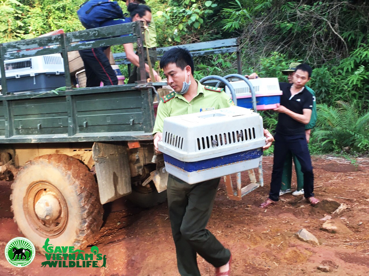 Các đơn vị vận chuyển ĐVHD để đưa đi tái thả. Trung tâm bảo tồn động vật hoang dã tại Việt Nam được biết đến trong việc hỗ trợ trực tiếp về tài chính, kỹ thuật và con người cho hai Trung tâm cứu hộ tại VQG Cúc Phương và VQG Pù Mát để cứu hộ trên 2000 cá thể động vật hoang dã nguy cấp, quý hiếm trong 6 năm qua. Hiện nay SVW còn tích cực hỗ trợ một phần về thức ăn, chữa trị thú y, phương tiện vận chuyển hoặc tư vấn kỹ thuật để giúp nhiều Trung tâm cứu hộ ĐVHD của nhà nước, nhằm đưa ra các giải pháp bảo tồn hiệu quả cho các loài được cứu hộ. 