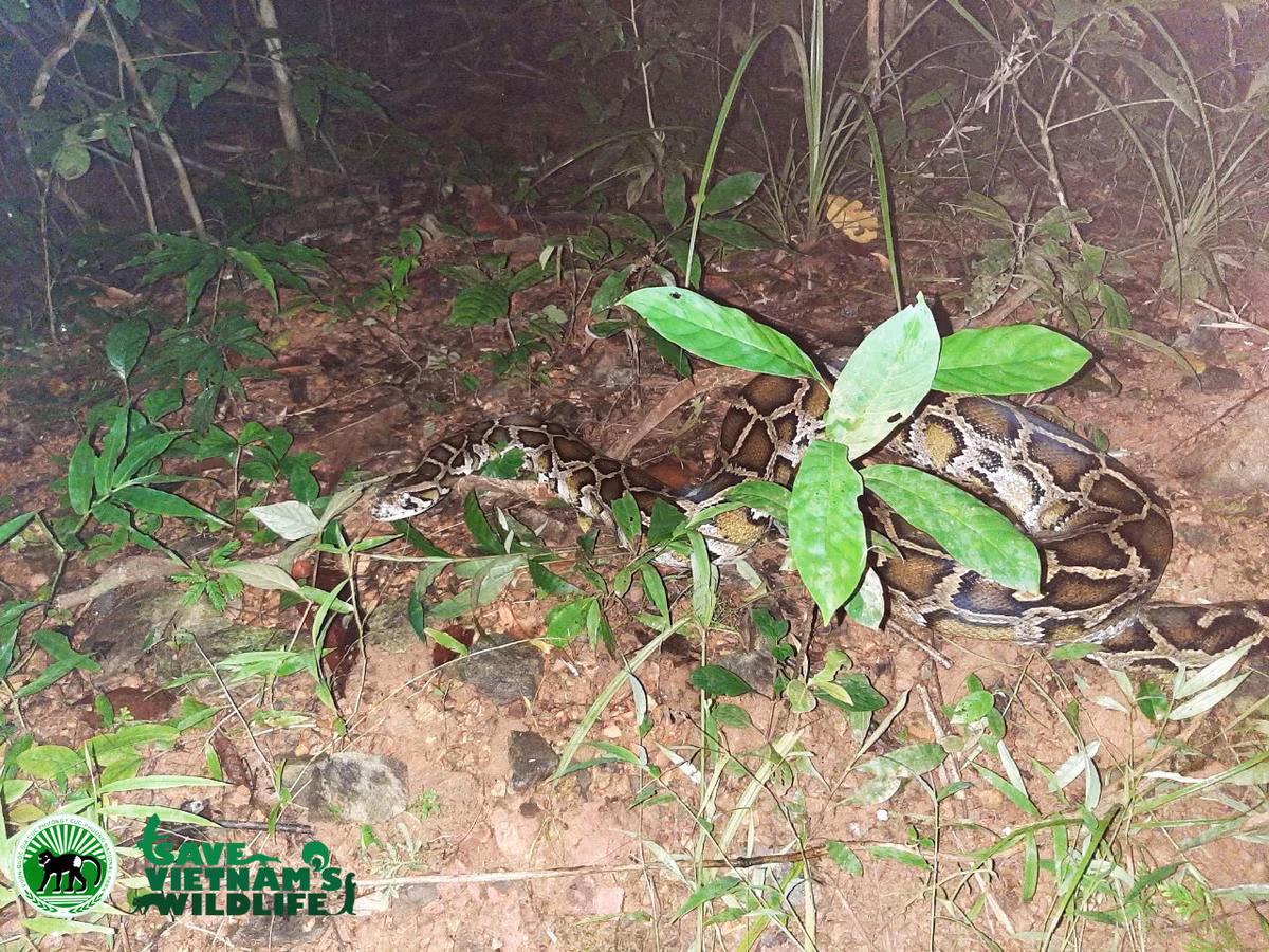 Cá thể trăn gấm được trở về tự nhiên Cũng ngay trong ngày 23/9, Trung tâm cứu hộ, bảo tồn và phát triển sinh vật của Vườn quốc gia Chư Mon Rây chăm sóc 1 cá thể tê tê vàng quý hiếm. Cá thể tê tê này đang bị vết thương cắt ngang bụng do bị bẫy. Ông Nguyễn Văn Thái, giám đốc Trung tâm SVW cho biết, Trung tâm sẽ tiếp tục đồng hành hỗ trợ các đơn vị nhằm đưa ra giải pháp bảo tồn hiệu quả nhất cho các loài độngvật được bắt giữ từ buôn bán và săn bắt trái phép. 