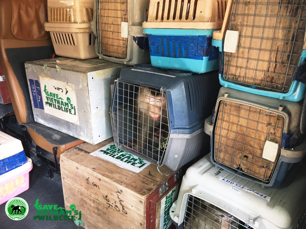 ĐVHD được xếp trong hộp vận chuyển để di chuyển về địa điểm tái thả. Tất cả 83 cá thể động vật hoang dã thuộc 16 loài khác nhau đều được cứu hộ tại Trạm cứu hộ Củ Chi trong năm 2020. Hầu hết các cá thể động vật này được các cá nhân, tổ chức tự nguyện giao trong thời gian vừa qua. Sau khi được kiểm tra sức khoẻ, tiêm phòng và gắn chíp, 83 cá thể động vật nói trên sẽ được đem thả. Việc Chi cục Kiểm lâm thành phố Hồ Chí Minh tái thả một số lượng lớn động vật này sẽ góp phần bảo tồn và phát triển các quần thể ngoài tự nhiên. Địa điểm tái thả được giữ bí mật để đảm bảo sự an toàn tối đa cho các cá thể động vật được tái thả này. 