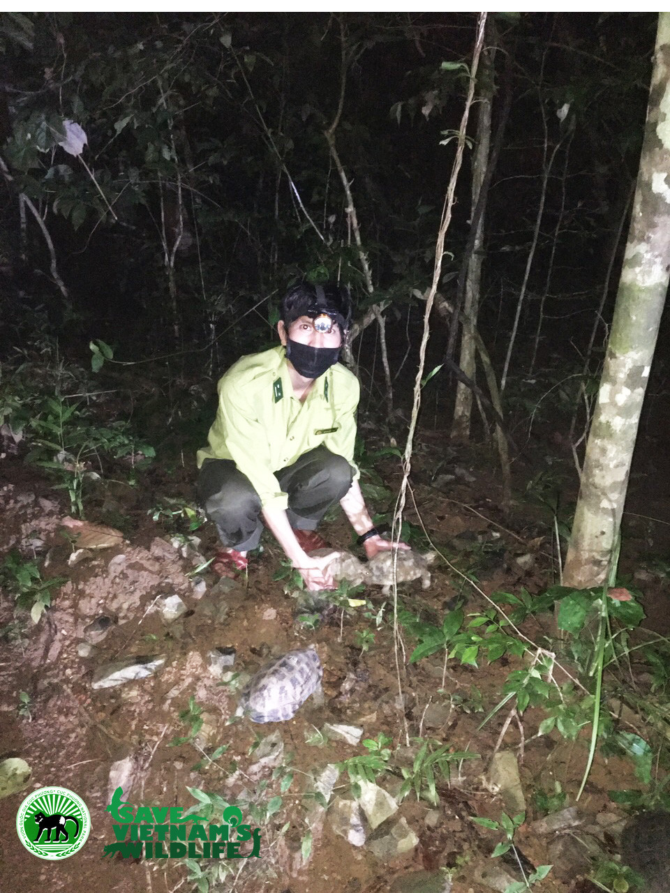 Anh Hoàng Văn Thái đang tái thả các cá thể rùa núi vàng về tự nhiên.