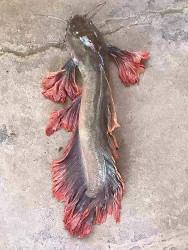 Con "cá trê Rồng" đặc biệt nhất Việt Nam sở hữu bộ râu 8 cọng và bộ vây đuôi độc nhất vô nhị màu hồng rất dài và đẹp mềm mại với nhiều nếp gấp.