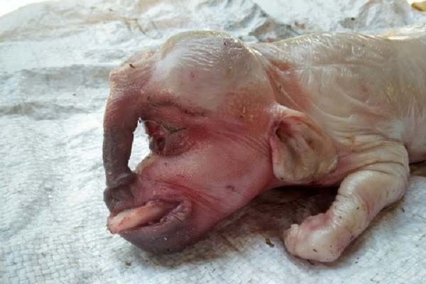 5 con lợn đẻ ra trước có lông màu đen, riêng con thứ 6 này không có lông trên người và rất "dị" với mũi như vòi voi có 1 lỗ chứ không có 2 lỗ như mũi lợn thường. Đặc biệt con lợn chỉ có một mắt, lông mày như người, chỉ vừa được sinh ra chốc lát đã chết.