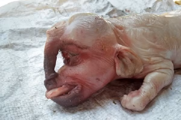 5 con lợn đẻ ra trước có lông màu đen, riêng con thứ 6 này không có lông trên người và rất "dị" với mũi như vòi voi có 1 lỗ chứ không có 2 lỗ như mũi lợn thường. Đặc biệt con lợn chỉ có một mắt, lông mày như người, chỉ vừa được sinh ra chốc lát đã chết.