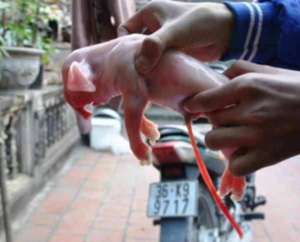 Tháng 12/2013 người dân thôn 3, xã Thiệu Tiến, huyện Thiệu Hóa, tỉnh Thanh Hóa không khỏi hoảng hốt khi chứng kiến lợn đẻ ra...voi tại nhà ông Hoàng Đình Căn.