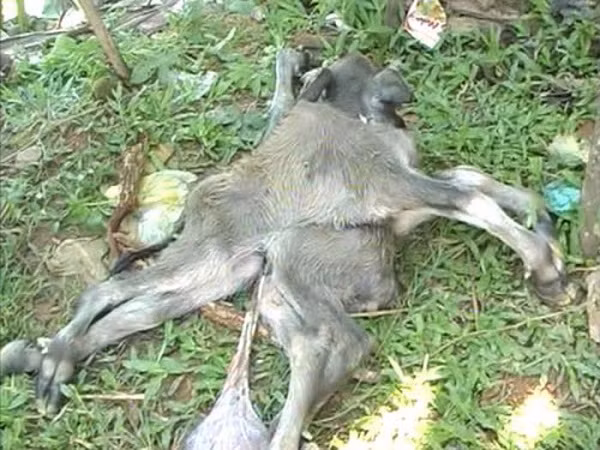 Vào năm 2010, con trâu của gia đình bà Đinh Thị Trúc (xã Long Mai, huyện Minh Long, tỉnh Quảng Ngãi) cũng hạ sinh một con nghé có 8 chân, 4 tai, 2 đuôi nhưng chỉ có 1 đầu.