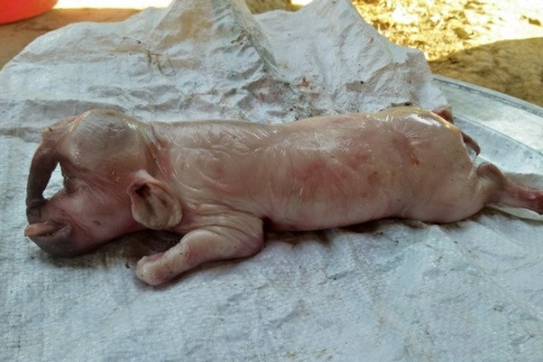 Được biết, "quái thú" kỳ dị trên là của gia đình anh Lương Văn Thanh trong bản. Gia đình anh nuôi con lợn mẹ nặng hơn 100kg, đã đẻ 5 lứa, đến trưa ngày 25/7, con lợn mẹ này đẻ tiếp con thứ 6.