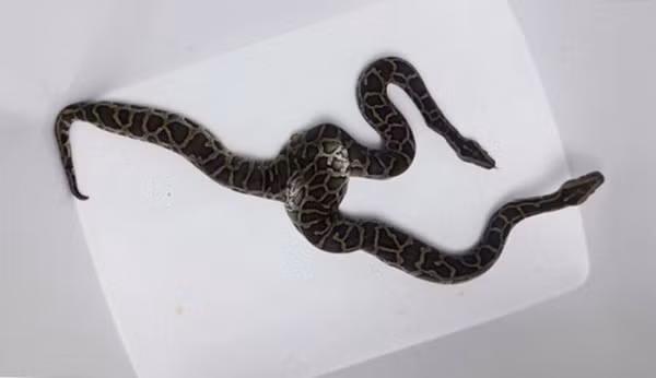 Một trong những dị thú tại Việt Nam: trăn hai đầu xuất hiện ở Hà Nội. Con vật này thuộc giống trăn Miến Điện (Việt Nam gọi là trăn đất), có hai đầu hai thân hoạt động riêng biệt, hệ tiêu hóa, tim, dạ dày cũng độc lập.