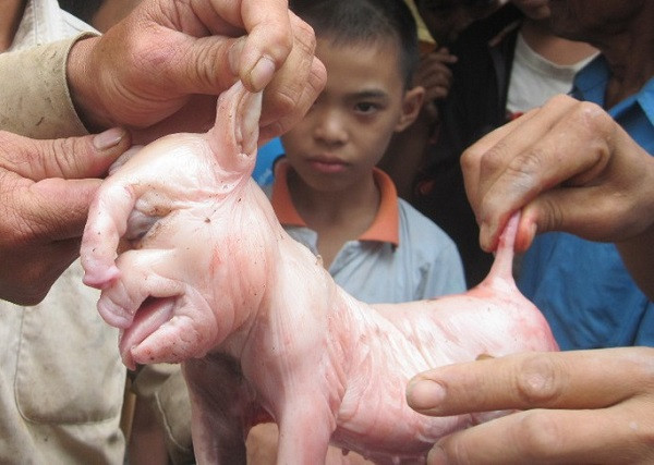 Anh Thanh và vợ là chị Vi Thị Hồng, cùng những người dân chứng kiến đều cho biết chưa bao giờ gặp con lợn nào như thế này. Tuy nhiên trên thực tế, những con lợn có vẻ ngoài kỳ dị do đột biến tại Việt Nam không hề hiếm.