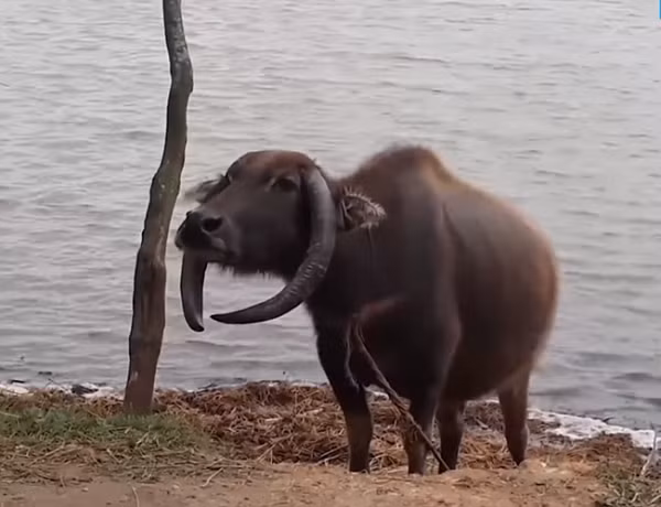 Con trâu có hai sừng quặp xuống dưới thay vì dựng thẳng lên trên, vô cùng kỳ lạ.