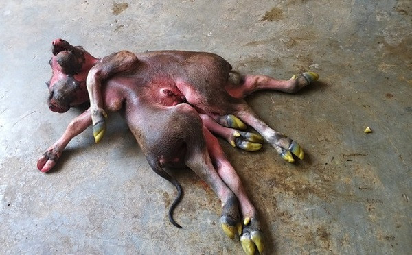 Ngoài lợn một mắt có lông mày như người, lợn đột biến, một số nơi tại Việt Nam còn xuất hiện những "quái thú" như trường hợp con nghé có 8 chân, 2 đầu, 2 thân dính liền này.