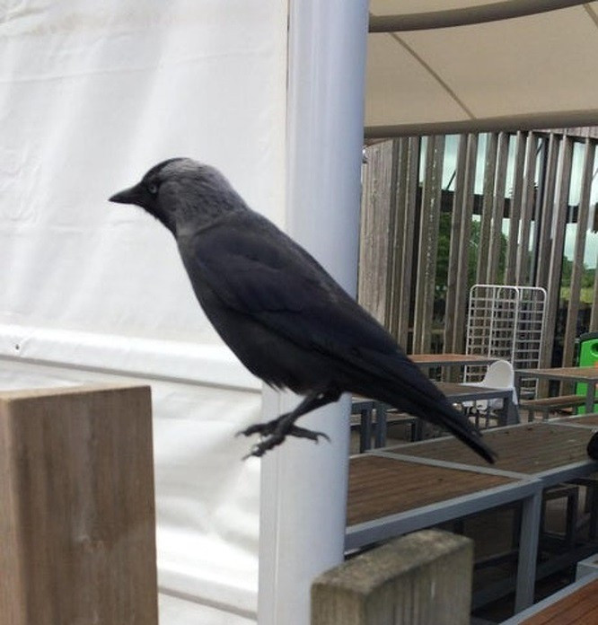 Một trong những bức ảnh ''gây lú'' nhất mọi thời đại, chú chim này đang thực sự đứng trên không khí?