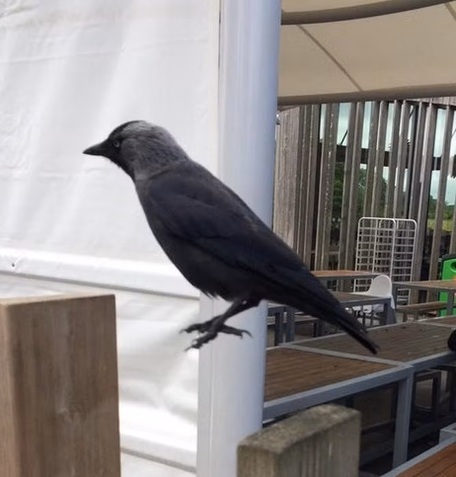 Một trong những bức ảnh ''gây lú'' nhất mọi thời đại, chú chim này đang thực sự đứng trên không khí?