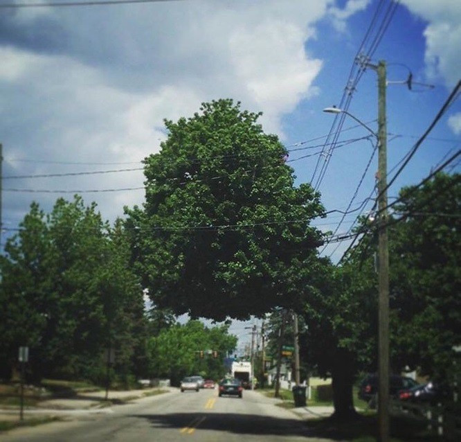 Cái cây này khiến người ta liên tưởng đến một con hươu cao cổ.