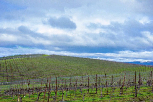 Sau này, không ít du khách và nhiếp ảnh gia tò mò tìm đến nơi Bliss ra đời khi biết câu chuyện về màn hình nền huyền thoại của Windows. Dù đã thay đổi chủ nhiều lần và trở thành đồi trồng nho, khung cảnh về cơ bản vẫn không quá khác biệt so với bức ảnh gốc của tác giả Charles.