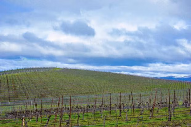 Sau này, không ít du khách và nhiếp ảnh gia tò mò tìm đến nơi Bliss ra đời khi biết câu chuyện về màn hình nền huyền thoại của Windows. Dù đã thay đổi chủ nhiều lần và trở thành đồi trồng nho, khung cảnh về cơ bản vẫn không quá khác biệt so với bức ảnh gốc của tác giả Charles.