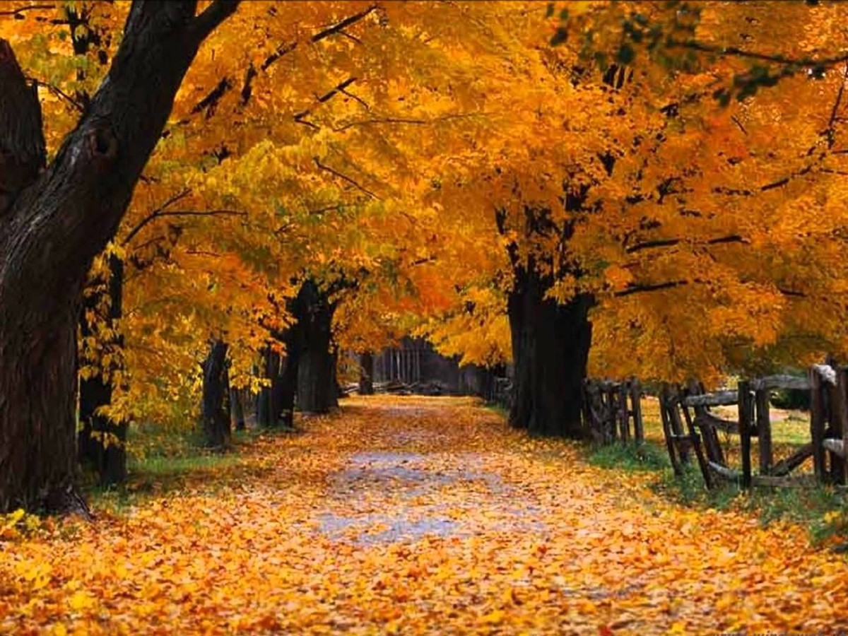 Tuy nhiên không phải bức ảnh nào gửi đến Microsoft cũng được trả giá trăm nghìn đô như Bliss. Tác giả của ''Autumn'', một hình nền phổ biến khác của Windows XP lại nhận được số tiền ít hơn đáng kể.