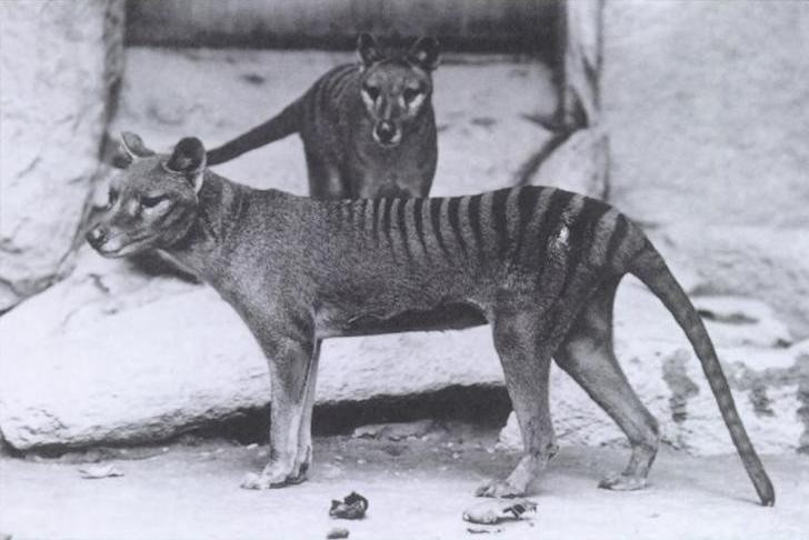 Trên thực tế, hàm của thylacine rất mỏng manh, chúng chủ yếu sống nhờ vào việc săn bắt các loài động vật nhỏ như thú có túi. Năm 1936, con hổ Tasmania cuối cùng chết và sinh vật kỳ lạ này bị tuyên bố tuyệt chủng.