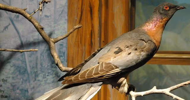 Bồ câu viễn khách được coi là loài động vật tuyệt chủng đáng tiếc nhất trên Trái Đất khi từng là loài chim cực phổ biến. Chúng đã từng là một loài có quần thể phát triển cực kỳ thịnh vượng với đàn chim lớn nhất từng được ghi nhận dài tới 500 km và rộng 1,6 km.