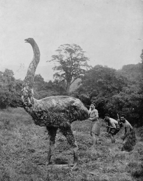 Tuy nhiên vào khoảng năm 1300 sau Công nguyên, chỉ sau 100 năm tồn tại trên thế giới loài chim Moa đã suy giảm số lượng từ 58.000 cá thể xuống không còn con nào. Vì chọn chim Moa làm thức ăn, đại bàng Hast nhanh chóng tuyệt chủng theo vì thiếu nguồn thức ăn.