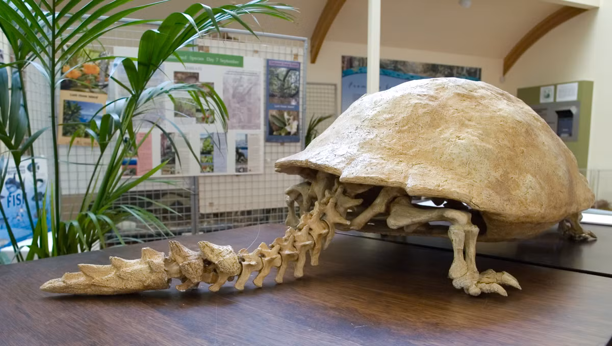 Vào năm 2010, một nhóm nghiên cứu của Úc đã phát hiện ra hài cốt của một con rùa có sừng, có đầy đủ xương chân, nhưng không có mai rùa và hộp sọ. Điều này chứng minh người Lapitas săn bắt rùa sừng và chỉ ăn chân của chúng.