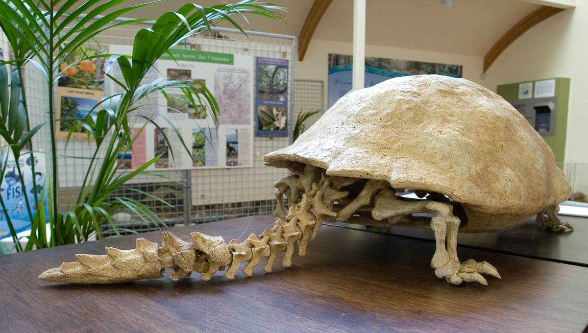 Vào năm 2010, một nhóm nghiên cứu của Úc đã phát hiện ra hài cốt của một con rùa có sừng, có đầy đủ xương chân, nhưng không có mai rùa và hộp sọ. Điều này chứng minh người Lapitas săn bắt rùa sừng và chỉ ăn chân của chúng.