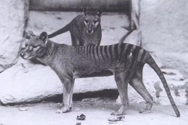 Trên thực tế, hàm của thylacine rất mỏng manh, chúng chủ yếu sống nhờ vào việc săn bắt các loài động vật nhỏ như thú có túi. Năm 1936, con hổ Tasmania cuối cùng chết và sinh vật kỳ lạ này bị tuyên bố tuyệt chủng.
