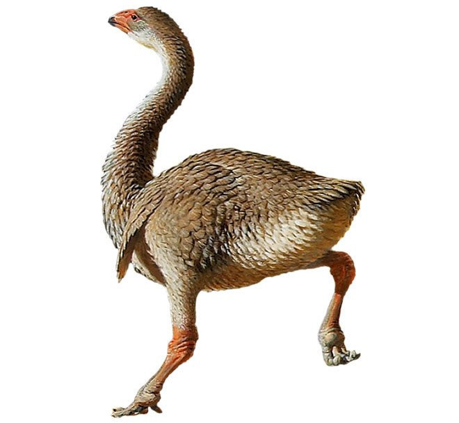 Người ta suy đoán rằng sau khi con người đến Úc, người xưa đã đánh cắp và nấu chín một lượng lớn trứng chim làm thức ăn, điều này đã dẫn đến sự tuyệt chủng của chúng khoảng 30.000 năm trước.