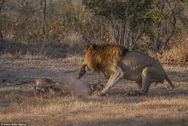 Con non cố gắng dùng hết sức bình sinh chống lại những đòn tấn công mạnh mẽ và dứt khoát của sư tử lớn.