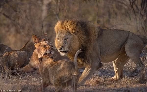 Đối tượng lọt vào "mắt xanh" của sư tử lần này là một con non trong đàn. Thông thường, sư tử đực chỉ giết đồng loại là những con non mới sinh để ép sư tử cái giao phối chứ chuyện ăn thịt đồng loại không thường xuyên xảy ra.