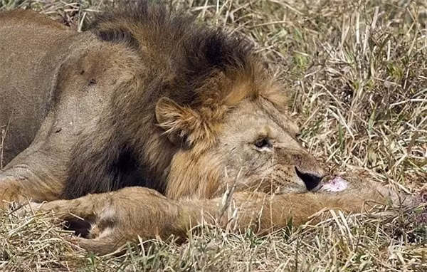 Nó ngấu nghiến với bữa ăn của mình.