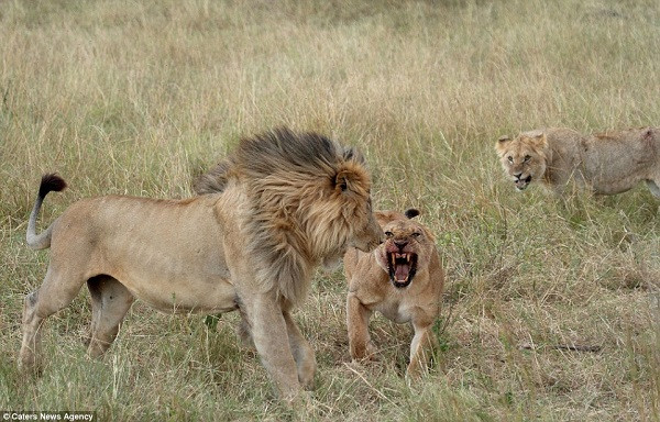 Con sư tử đực đã quá mệt mỏi với cuộc đi săn của mình khi không thể tìm kiếm một miếng mồi ngon. Nó quyết định tìm đến đồng loại ở ngay gần đó.