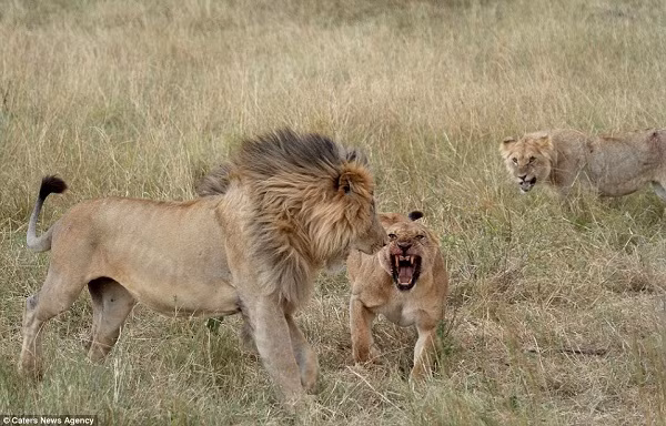 Con sư tử đực đã quá mệt mỏi với cuộc đi săn của mình khi không thể tìm kiếm một miếng mồi ngon. Nó quyết định tìm đến đồng loại ở ngay gần đó.