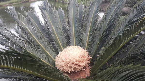 Cây thiên tuế được trồng khá phổ biến ở nước ta với mục đích để làm cây cảnh trong sân vườn nhà, hoặc công viên, nơi công cộng...