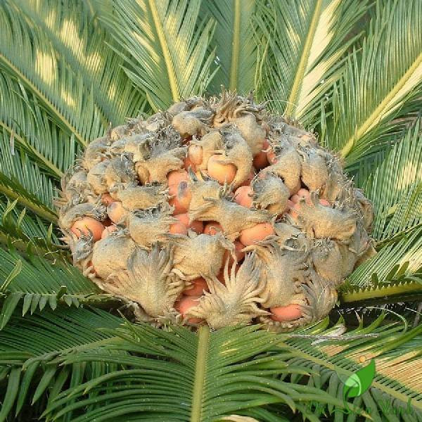 Cây thiên tuế có tên khoa học là Cycas revoluta, thuộc nhóm cây cọ có nguồn gốc ở các nước nhiệt đới châu Á.