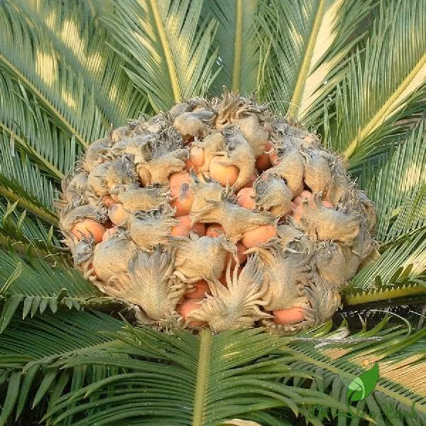 Cây thiên tuế có tên khoa học là Cycas revoluta, thuộc nhóm cây cọ có nguồn gốc ở các nước nhiệt đới châu Á.