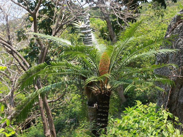 Có hoa trông giống như một...bắp ngô mọc lên giữa lùm cây.