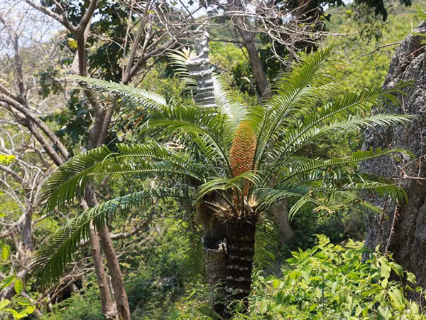 Có hoa trông giống như một...bắp ngô mọc lên giữa lùm cây.