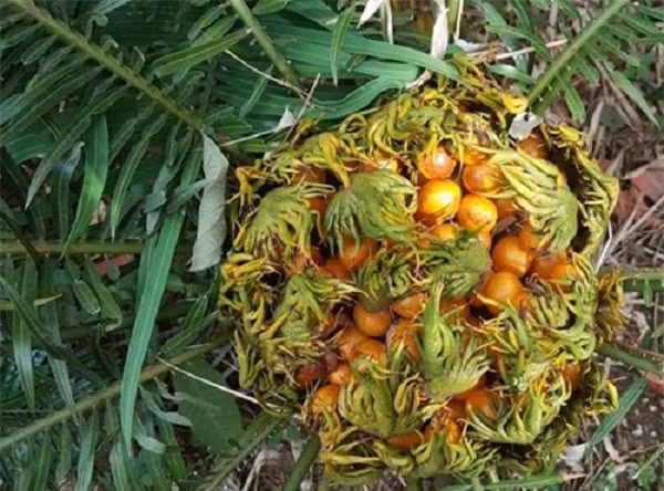 Cây có hoa đơn tính khác gốc mọc trên ngọn thân và được thụ phấn nhờ côn trùng và gió. \