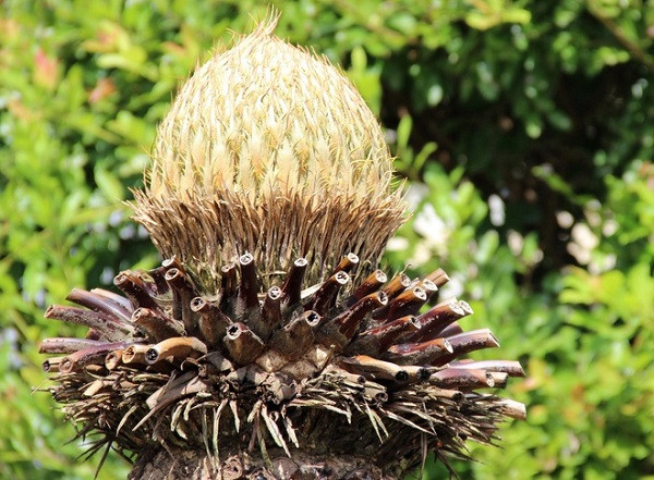 Vòng đời của cây thiên tuế có thể lên đến hàng trăm năm.