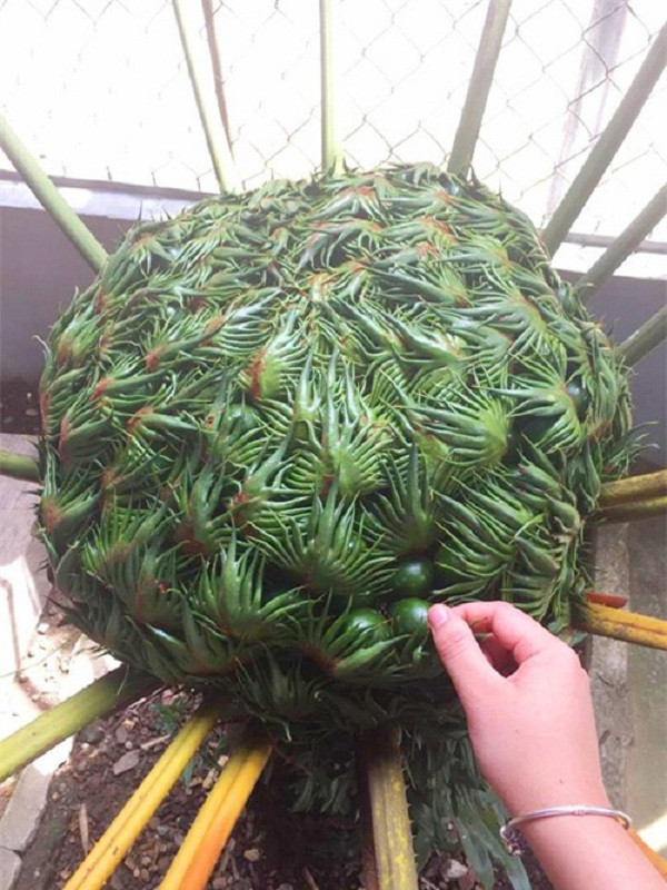 Có người cho rằng ''vật thể lạ'' trong ảnh là một loài hoa đường kính khá lớn, nhiều phần có tua giống như những bàn tay nhỏ chụm lại hết sức kỳ dị. Một số người thì liên tưởng đến cây ăn thịt người, cây ác quỷ,... trong những bộ phim kinh dị đầy ám ảnh.