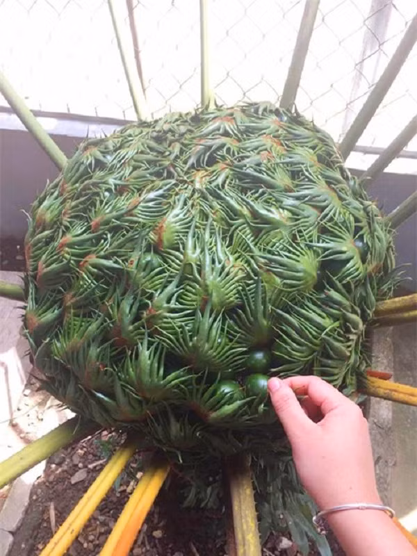 Có người cho rằng ''vật thể lạ'' trong ảnh là một loài hoa đường kính khá lớn, nhiều phần có tua giống như những bàn tay nhỏ chụm lại hết sức kỳ dị. Một số người thì liên tưởng đến cây ăn thịt người, cây ác quỷ,... trong những bộ phim kinh dị đầy ám ảnh.