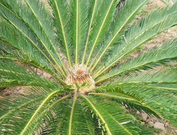 Đây là loại cây từng được ví là "nghìn năm mới nở hoa", bởi tùy theo điều kiện thổ nhưỡng, khí hậu và chăm sóc, cây thiên tuế sau 15-20 năm mới có thể nở hoa, hoặc thậm chí không bao giờ nở hoa.