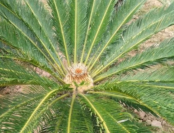 Đây là loại cây từng được ví là "nghìn năm mới nở hoa", bởi tùy theo điều kiện thổ nhưỡng, khí hậu và chăm sóc, cây thiên tuế sau 15-20 năm mới có thể nở hoa, hoặc thậm chí không bao giờ nở hoa.